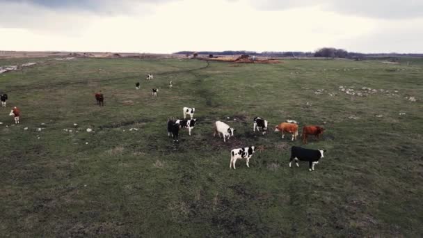 牧草地で牛に沿ってドローンが動き — ストック動画