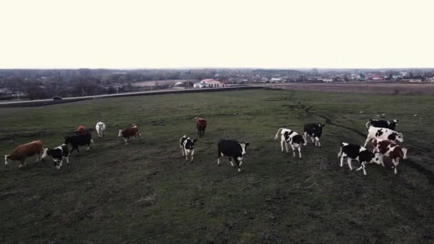 牧草地で牛に沿ってドローンが動き — ストック動画