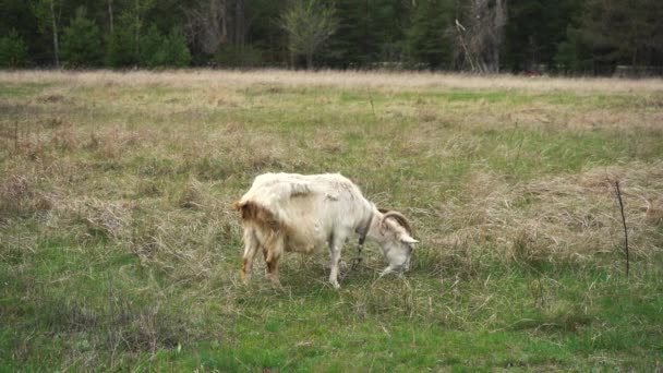 Weiße Ziege weidet auf dem Rasen — Stockvideo