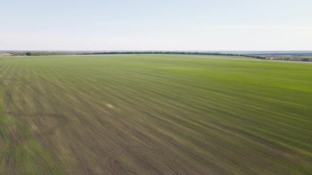 Großes Feld mit grüner Färbung. Luftaufnahmen von Freiflächen — Stockvideo
