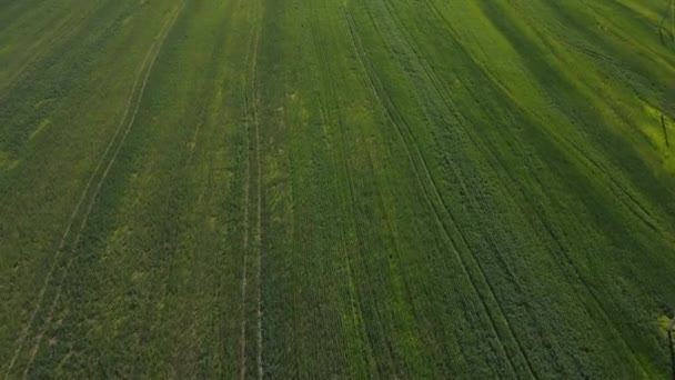 Aerial footage of a drone flying over a field with green grass — Stock Video