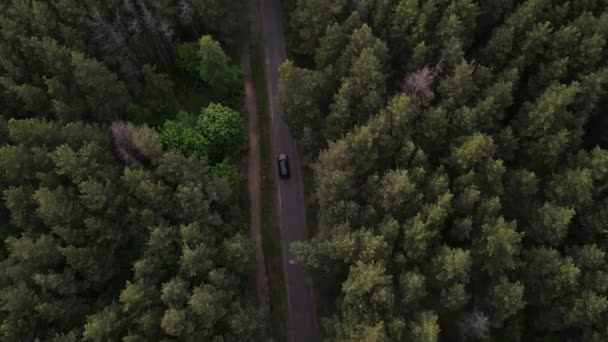 Samochód jest jazdy po drodze przez las — Wideo stockowe