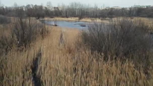 Wassersumpf mit Schilf. Luftaufnahmen — Stockvideo