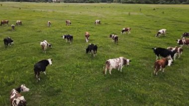 Bir sürü ineği olan yeşil bir arazi. hava atışı