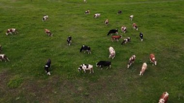Bir sürü ineği olan yeşil bir arazi. hava atışı