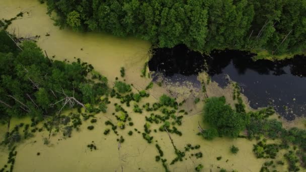 Beweging van de drone langs een moerassig gebied. luchtfoto 's — Stockvideo