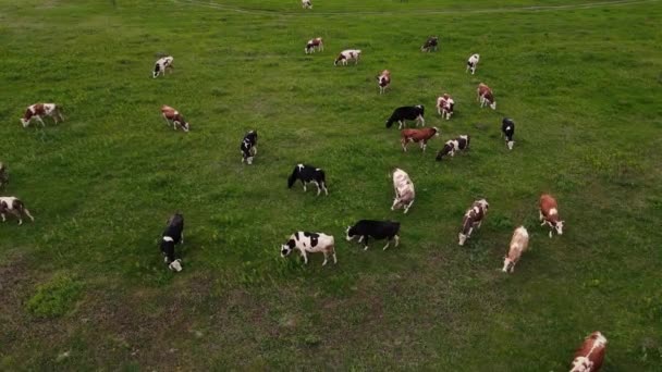 Campo verde com muitas vacas. tiro aéreo — Vídeo de Stock