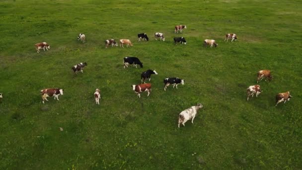 无人机和奶牛沿着田野移动。空中射击 — 图库视频影像