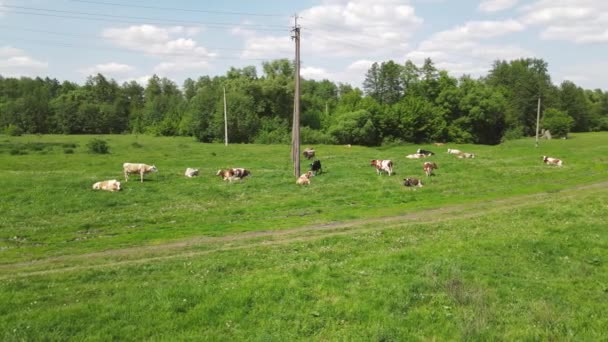 İHA 'nın tarla boyunca bir inek sürüsüyle hareketi — Stok video