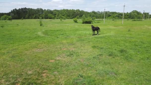 La hierba de caballo en un campo verde. Disparo aéreo — Vídeos de Stock