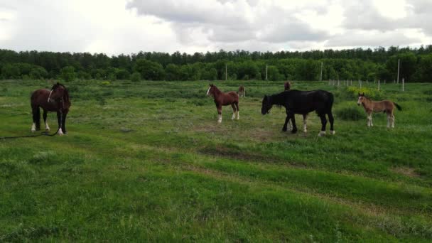 Πολλά άλογα βόσκουν σε ένα πράσινο χωράφι. εναέρια λήψη — Αρχείο Βίντεο