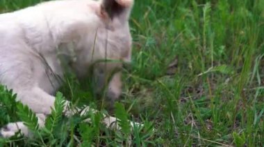 Beyaz köpek yerde oynuyor.