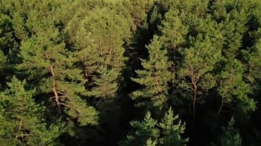 Çam ormanı boyunca insansız hava aracı hareketi