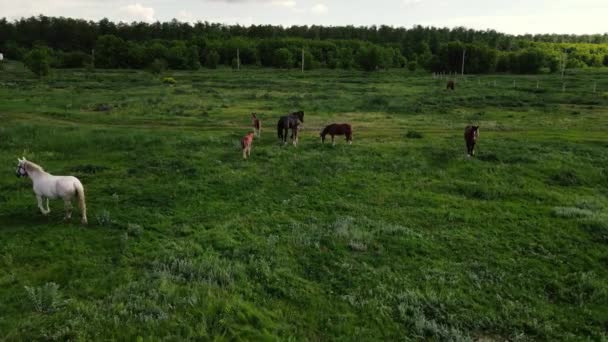 Les chevaux paissent dans un champ vert. prise de vue aérienne — Video