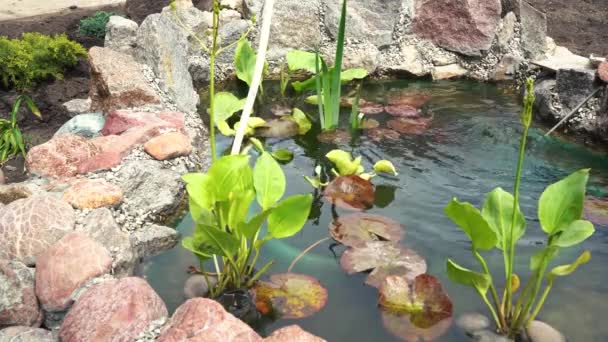 Pequeño estanque casero en el patio de la casa. — Vídeos de Stock