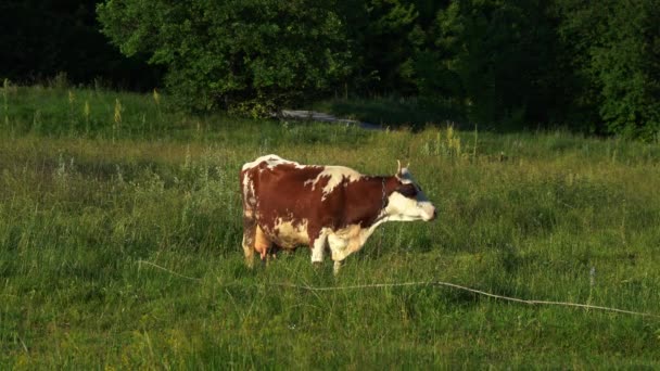 Vacca al pascolo su erba verde — Video Stock