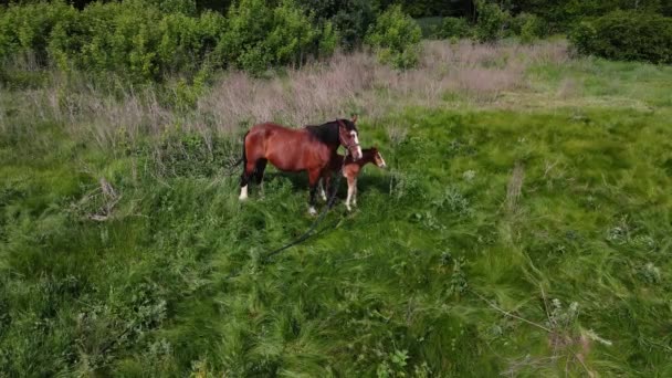 2 konie, duże i małe, pasą się na polu. zdjęcia lotnicze — Wideo stockowe