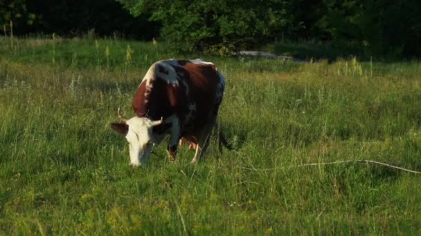 Vacas pastam no campo comendo grama — Vídeo de Stock