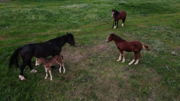 Muchos caballos pastan en un campo verde. disparos aéreos — Vídeos de Stock