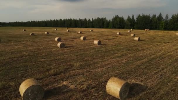 Volo sul campo di grano o segale con balle di paglia di fieno infilzate. — Video Stock