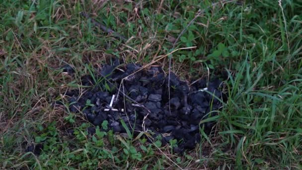 Κάρβουνα κατασκήνωσης που βρίσκονται στο γρασίδι — Αρχείο Βίντεο