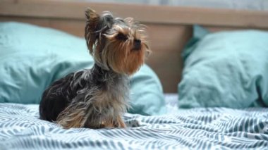 Küçük köpek yatakta oynanıyor.