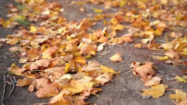 Autunno foglie cadute dagli alberi — Video Stock