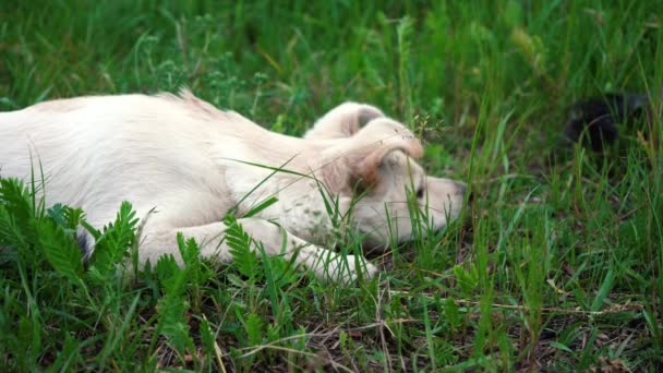 Perro blanco se encuentra en la hierba verde. Imágenes de 4k — Vídeo de stock