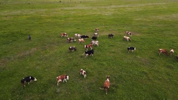 芝生の上に牛の群れが放牧されています。空中撮影4k映像 — ストック動画
