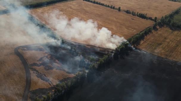 Shot van een brandend veld met tarwe. luchtbeelden — Stockvideo