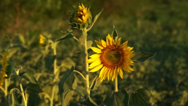 一朵向日葵在一片广阔的田野中的特写 — 图库视频影像