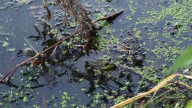 Küçük bir kurbağa bataklıkta yatıyor.