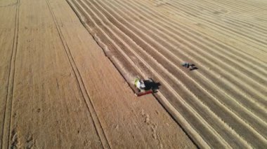 Sahada buğdayla birlikte hareket ediyorlar. hasat eden buğday toplar.