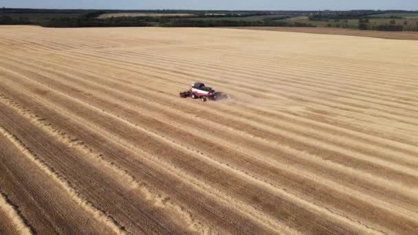 Harvester works in a field with wheat. aerial shooting — Stock Video