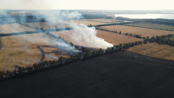 Beweging van de drone langs het brandende veld — Stockvideo