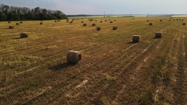 Nagy mező kaszált szénakazalokkal — Stock videók