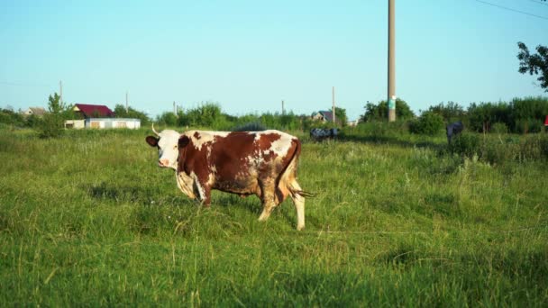 Kuh weidet auf grünem Rasen — Stockvideo