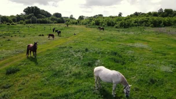馬が放牧された芝生に沿ってドローンが動き — ストック動画