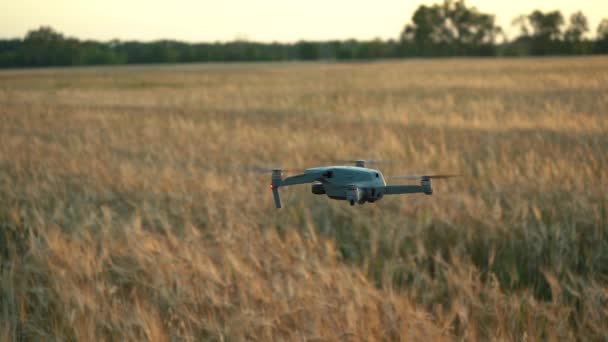 Μικρό drone σε ένα χωράφι με σιτάρι — Αρχείο Βίντεο