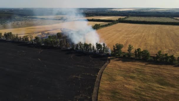 Movimiento de drones a lo largo de un campo ardiente con trigo — Vídeo de stock