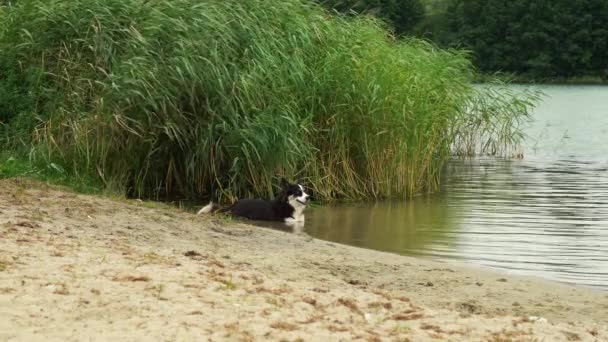 Собака лежит на берегу реки, находясь частично в воде — стоковое видео