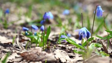 Baharın başlarında mavi kar damlaları
