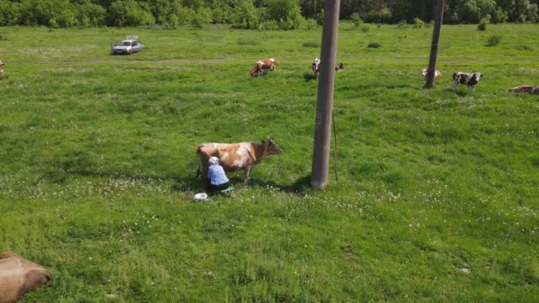 Melkmeisje zit in de buurt van een koe in een veld — Stockvideo