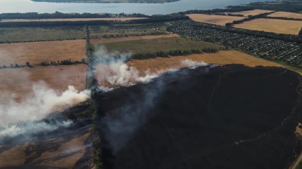 Drone schieten van een groot veld van tarwe op een groot gebied — Stockvideo