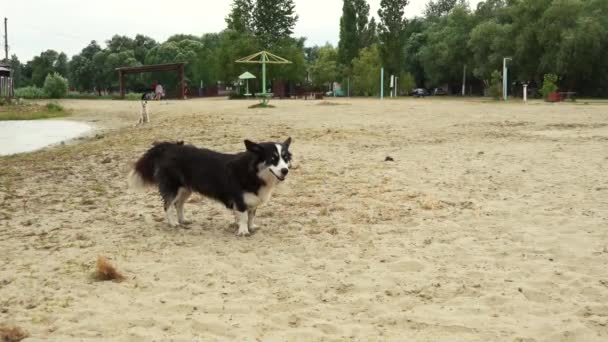 Gård hund promenader på sanden på stranden — Stockvideo