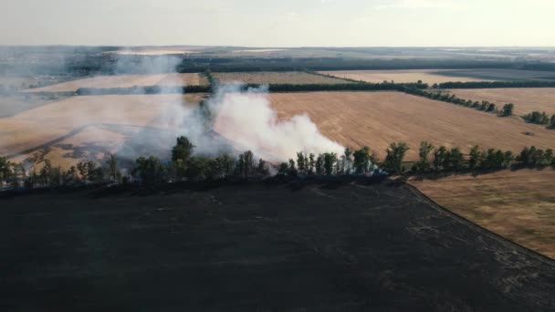 Drone beweging langs een brandend veld met tarwe — Stockvideo
