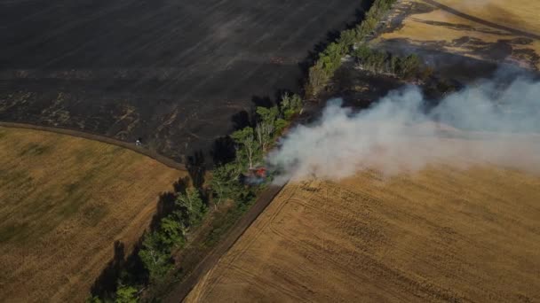 Brandend gras in de buurt van een bosgordel vanuit een helikopter — Stockvideo