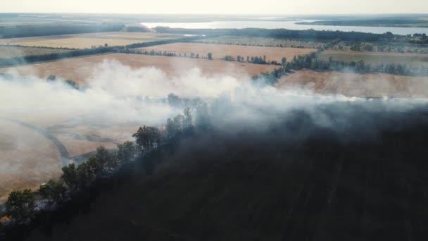 Beaucoup de fumée provenant d'un champ de blé en feu — Video