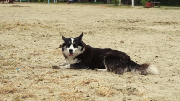 Hund ligger på sanden — Stockvideo