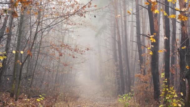 Forêt dense et brumeuse tôt le matin — Video